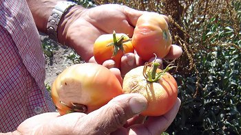 Seremi cursó millonarias multas por intoxicación masiva de trabajadores en Longaví