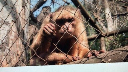  Robaron cuatro monos desde centro de rehabilitación  