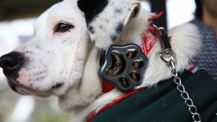   #SmartPetClaro, la solución IoT para los doglovers 