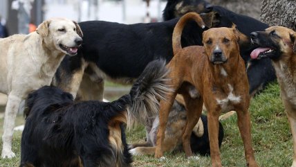  Mordeduras de perros alcanzaron el 80% de 2018  