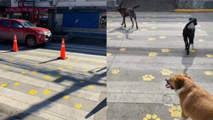  Panguipulli incorporó huellas de mascotas en pasos de cebra  