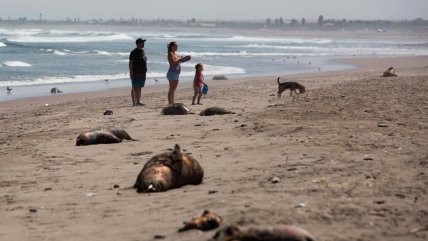  La huella de muerte que deja la gripe aviar en las playas del Pacífico  