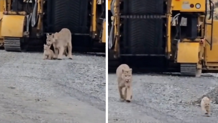  Puma rescató a su cría de obras en Torres del Paine  