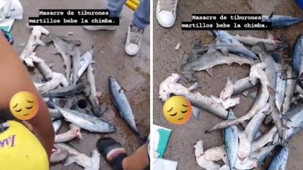   Biólogo marino denunció 