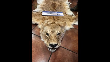   Descubren contrabando de pieles disecadas de león, lince, cebra, oryx y zorro 