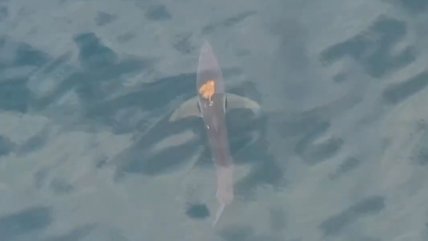   Impresionante imagen: Un pulpo navegó sobre el lomo de un tiburón 