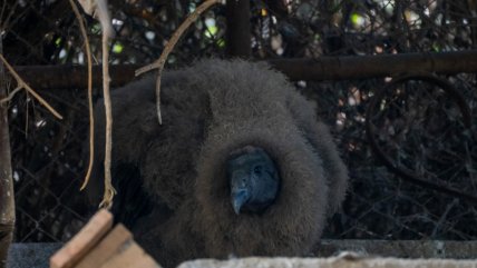   Un cóndor nació en el Zoológico de Quilpué 
