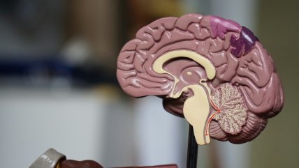 Estudio descubre una nueva forma de aprendizaje del cerebro Estudio descubre una nueva forma de aprendizaje del cerebro