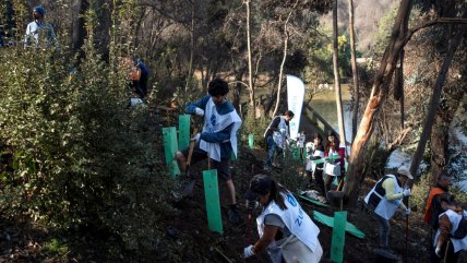  Viña del Mar: Mil árboles nativos fueron plantados en el Jardín Botánico  