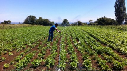   Presentan guía para el reclutamiento de trabajadores temporales extranjeros en el agro 