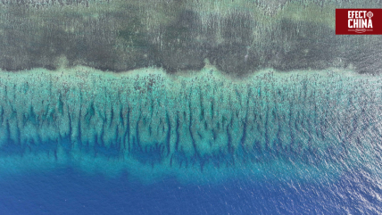   China establece reserva natural en Huangyan Dao para proteger arrecifes de coral 