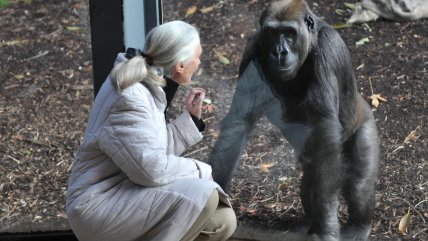   Los descubrimientos que llevaron a Jane Goodall a desafiar el concepto de 