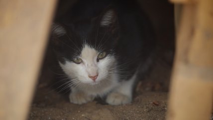   Abuela denunció a nieto por matar a su gata y confesarlo de modo burlesco 