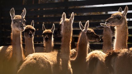   Impulsan inédito proyecto de repoblamiento del guanaco en la cordillera central de Chile 