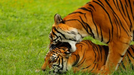  El zoológico mexicano que es refugio de 300 especies, 85% en peligro de extinción  