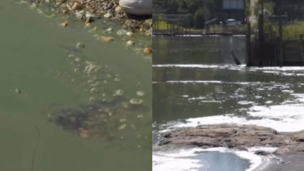  Diputado solicitó decretar emergencia sanitaria por contaminación en el Lago Vichuquén  