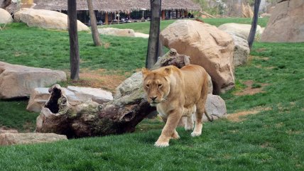  Brasil: Hombre muere tras invadir el recinto de una leona en un zoológico  