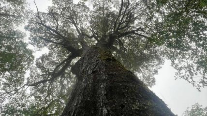   Crimen ambiental: Conaf denunció mutilación del 