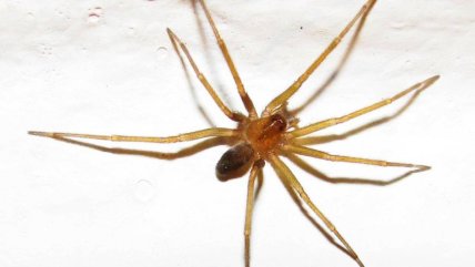   Cómo reconocer una araña de rincón y qué hacer ante su picadura 