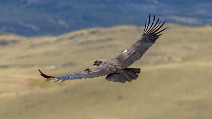   Tres cóndores fueron liberados en el Parque Nacional Patagonia 