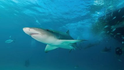   Tres ataques de tiburón en 24 horas alarman a Sidney: Dos niños y un adulto los afectados 