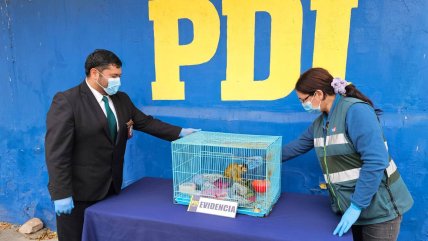   Rescatan mono ardilla en peligro de extinción durante operativo antidrogas en Coquimbo 