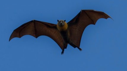   La importancia de los murciélagos para controlar plagas de insectos 