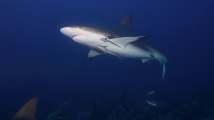  Hombre murió tras el ataque de un tiburón en playa de Australia  