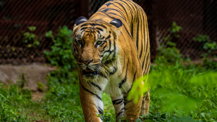  Hombre murió tras ataque de un tigre en zoológico de Inglaterra  