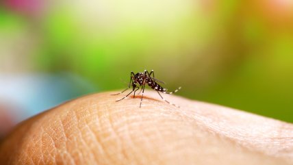   Antofagasta suma 20 focos del mosquito Aedes aegypti tras nuevo hallazgo 